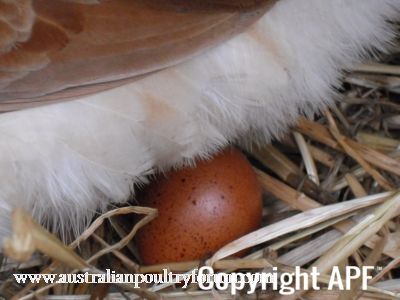 lady_frances_lays_an_egg_photo_4~0.jpg