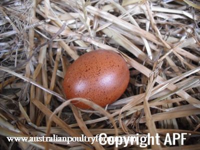 lady_frances_lays_an_egg_photo_5.jpg
