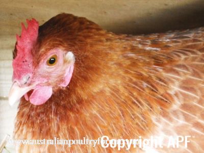 lady_frances_lays_an_egg_photo_6.jpg