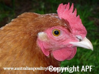 lady_frances_with_the_fluffy_bottom_and_the_softest_of_feathers_281029.jpg