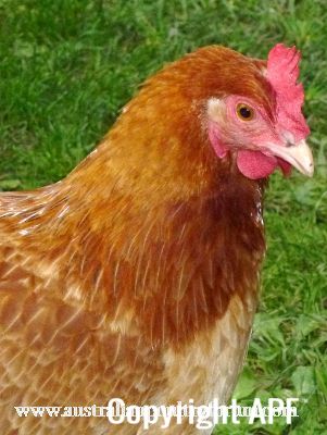 lady_frances_with_the_fluffy_bottom_and_the_softest_of_feathers_28229.jpg