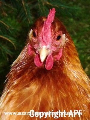 lady_frances_with_the_fluffy_bottom_and_the_softest_of_feathers_28429.jpg