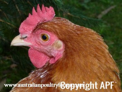 lady_frances_with_the_fluffy_bottom_and_the_softest_of_feathers_28529.jpg