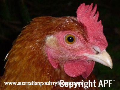 lady_frances_with_the_fluffy_bottom_and_the_softest_of_feathers_28829~0.jpg
