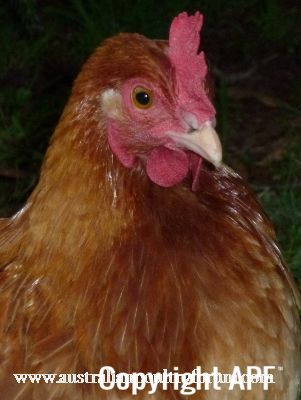 lady_frances_with_the_fluffy_bottom_and_the_softest_of_feathers_28929.jpg