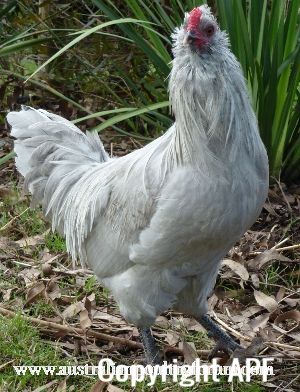 lavender_araucana_cockerel.jpg
