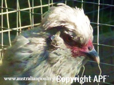 lavender_araucana_lady_.jpg