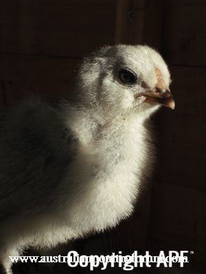 little_wheezy_at_15_days_old.jpg