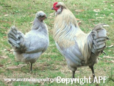 mr__rooster_and_boss_chookie.jpg