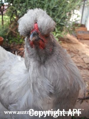 my_new_bouffant_hairdo_0.jpg