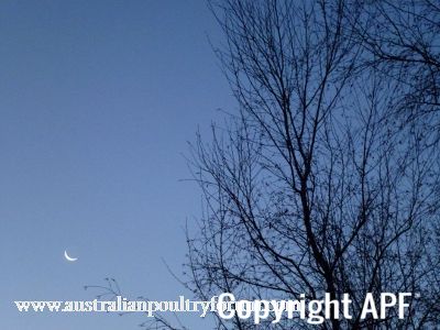 new_moon_and_silver_birch_in_winter.jpg
