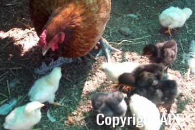 normal_100508-brownie_chicks~0.jpg