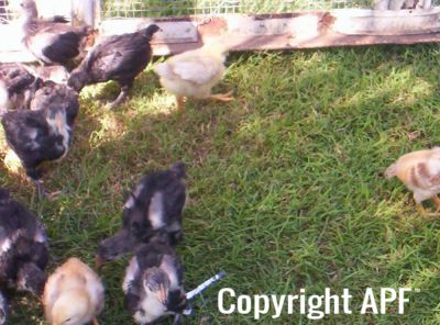 normal_2008_sept_chickens_0009~0.jpg