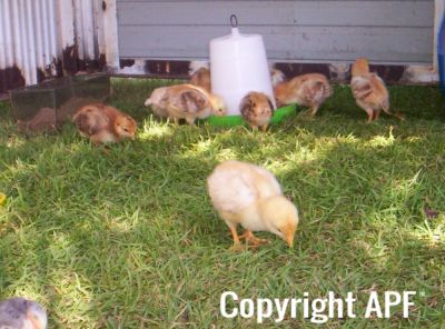 normal_2008_sept_chickens_0013.jpg
