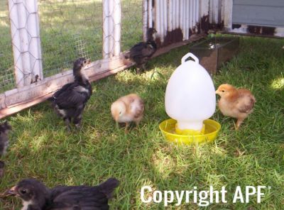 normal_2008_sept_chickens_0015.jpg