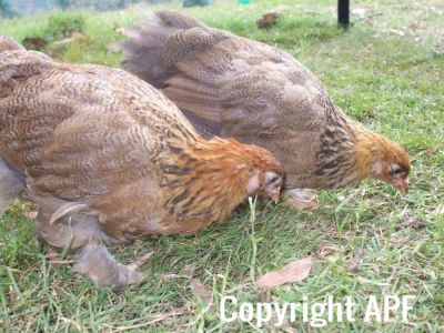 2_gold_partridge_brahma_girls~0.jpg