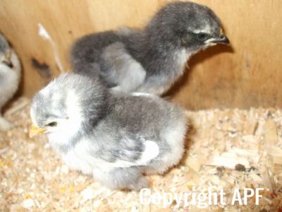 2_youngest_pekins_born_12_3_08~0.jpg