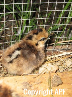normal_3_day_old_silkie_baby.jpg