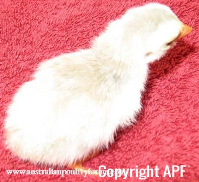 8025252520pied2520lavender2520keet.jpg