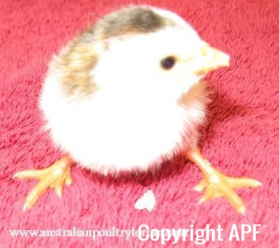 8025252520pied2520pearl.jpg