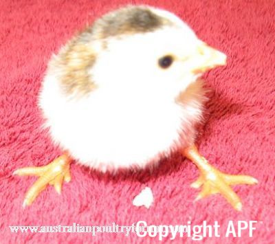 8025252520pied2520pearl~0.jpg