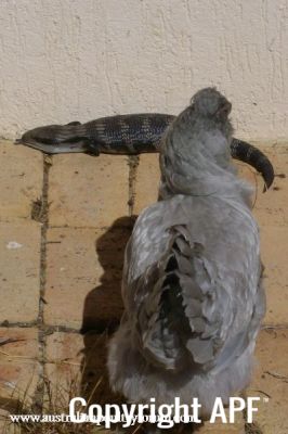 a_curious_encounter_with_a_blue_tongue.jpg