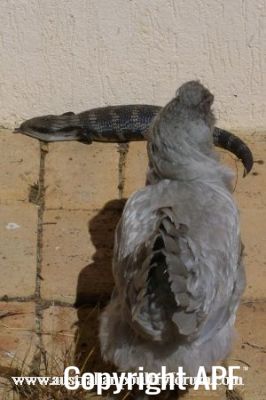 a_curious_encounter_with_a_blue_tongue_0.jpg