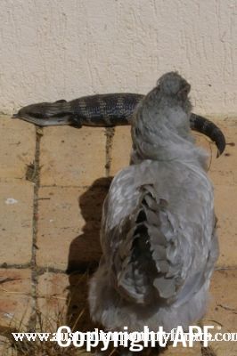 a_curious_encounter_with_a_blue_tongue_0~0.jpg