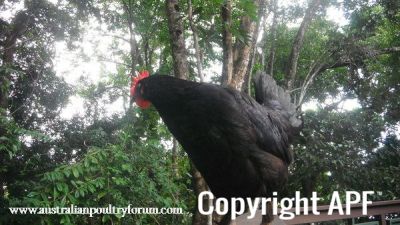 a_hens_life-wombat_the_chook.jpg