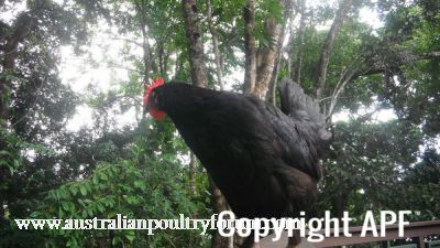 a_hens_life-wombat_the_chook~0.jpg