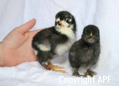 araucana___pekin_x_belgian_chicks_1_day.jpg