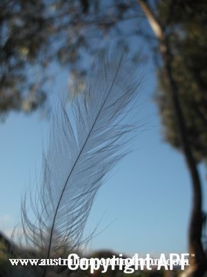 normal_araucana_feather.jpg