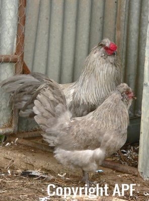 normal_araucana_lav_pair_cr_sm~0.jpg