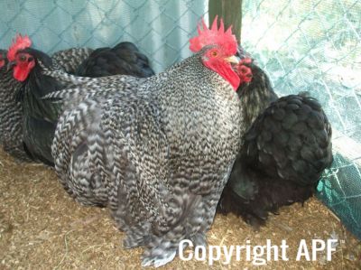 augustus_the_cuckoo_rooster~0.jpg