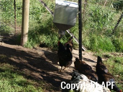 automatic_chook_feeder_008_0.jpg