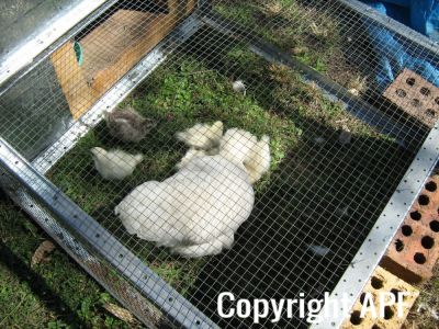 normal_baby_chook070908_008.jpg