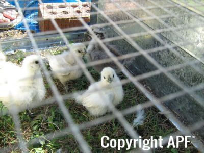 normal_baby_chook070908_011~0.jpg