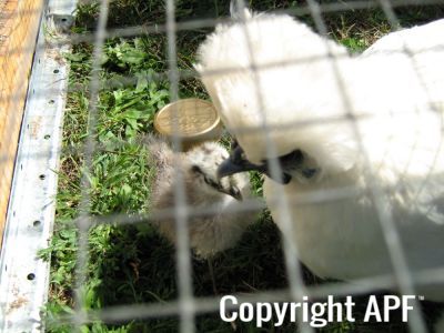 normal_baby_chook070908_012~0.jpg
