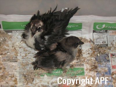 normal_baby_chook070908_014~0.jpg