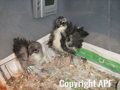 normal_baby_chook070908_018~0.jpg