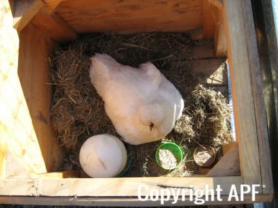 normal_baby_chook220808_001.jpg