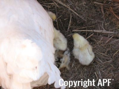 normal_baby_chook220808_002.jpg