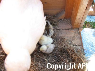 normal_baby_chook220808_003~0.jpg