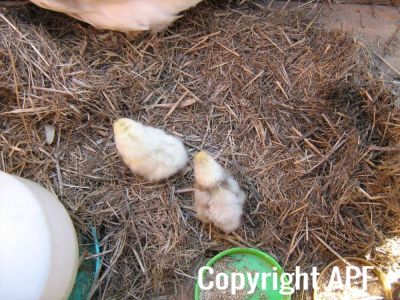 normal_baby_chook220808_004~0.jpg