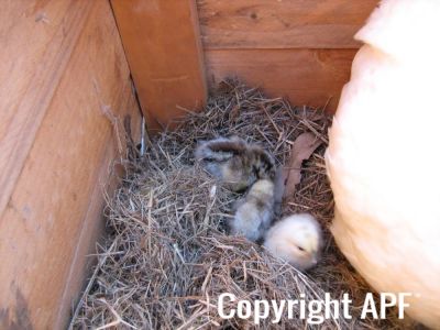 normal_baby_chook220808_005.jpg