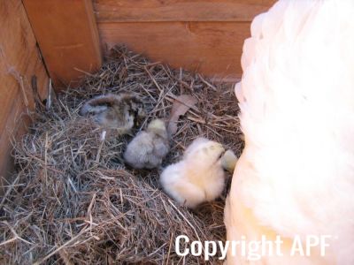 normal_baby_chook220808_006~0.jpg