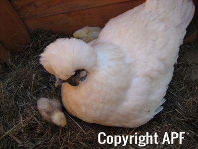 normal_baby_chook220808_008.jpg
