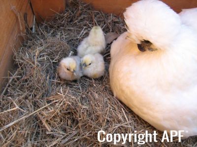 normal_baby_chook220808_009.jpg