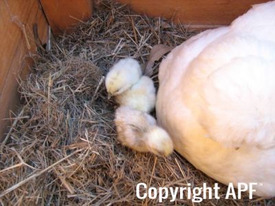 normal_baby_chook220808_010.jpg