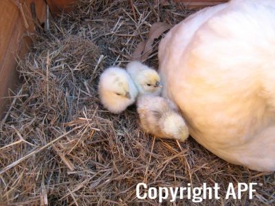 normal_baby_chook220808_011~0.jpg
